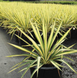 Yucca 'Color Guard' - 5 Gallon