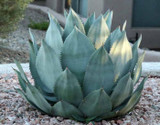 Agave celsii ‘Nova’ - 15 Gallon