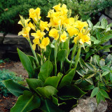 Canna Lily Yellow - 5 Gallon