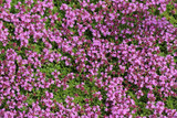 Creeping Thyme - Flat