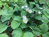 Ornamental Strawberry 'Fragaria Chiloensis' - Flat