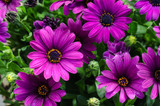 African Daisy Purple - Flat