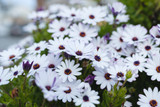 African Daisy White - Flat