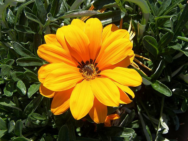 Gazania 'Sunburst Orange' - Flat - PlantClearance.com