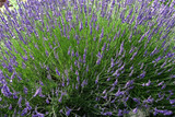 Grosso Lavender - 5 Gallon