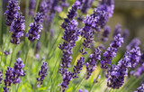 Provence Lavender - 5 Gallon