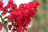 Dynamite Red Crape Myrtle Tree - 24" Box Single Trunk