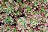 Sedum Spurium Tricolor - Flat