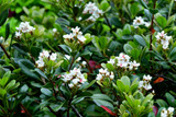 Dwarf Yeddo Hawthorn - 5 Gallon