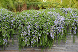 Huntington Carpet Rosemary - 1 Gallon