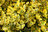 Golden Euonymus - 15 Gallon