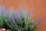Russian Sage - 5 Gallon
