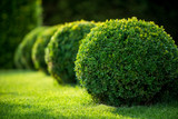 Japanese Boxwood - 24" Box Globe