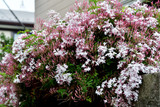 Pink Jasmine Staked (Vine Type) - 15 Gallon