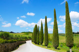 Dwarf Italian Cypress - 24" Box