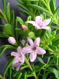 Myoporum Parvifolium 'Pink' - Flat