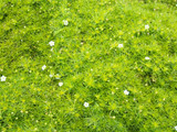 Sagina subulata Scotch Moss - Flat
