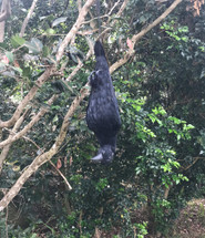 Dead Crow Decoy - Visual Deterrent .