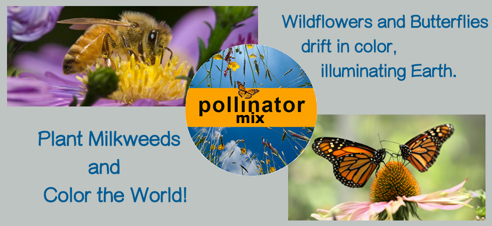 Our Best Pollinator Mix brings honey bees and butterflies!