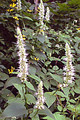 AGASTACHE NEPETOIDES | Giant Yellow Hyssop