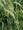 AGROPYRON SMITHII | Water Plantain