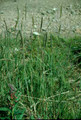 AGROPYRON TRACHYCAULUM | Slender Wheat Grass