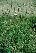 AGROPYRON TRACHYCAULUM | Slender Wheat Grass