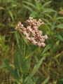 ASCLEPIAS SULLIVANTII - Prairie Milkweed