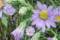 ASTER LAEVIS | Smooth Blue Aster