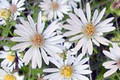 ASTER PILOSUS | Frost Aster