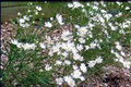 ASTER PTARMICOIDES | Upland White Aster