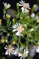 ASTER SIMPLEX | Panicled Aster
