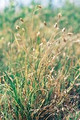 BUCHLOE DACTYLOIDES | Buffalo Grass