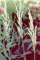 CALAMAGROSTIS CANADENSIS | Blue Joint Grass