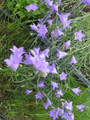 CAMPANULA ROTUNDIFOLIA | Harebells | Wildflower Gardening