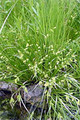Carex Comosa - Bottlebrush Sedge