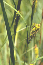 Carex lacustris, Lake Sedge