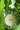 Buttonbush  | Cephalanthus Occidentalis Wildflower
