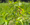 Button Bush | Cephalantus occidentalis Wildflower