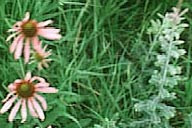 Narrow Purple Coneflower - Echinacea Angustifolia