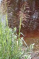 GLYCERIA GRANDIS | American Manna grass