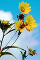 HELIANTHUS GROSSESERRATUS | Sawtooth Sunflower