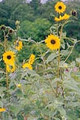 HELIANTHUS LAETIFLORUS | Showy Sunflower