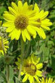 HELIANTHUS MOLLIS | Ashy Sunflower