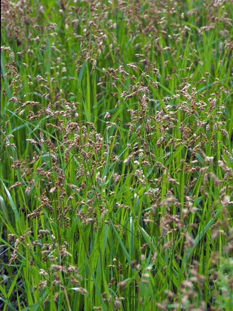 Hierochloe odorata 'Sweet Grass