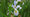 Blue Flag Iris Wildflower