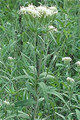 KUHNIA EUPATORIODES | False Boneset
Buy premium seeds and plants from native wildflower nursery, IonXchange.com