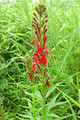 LOBELIA CARDINALIS | Cardinal Flower