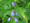 Great Blue Lobelia - LOBELIA SIPHILITICA