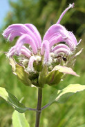 MONARDA FISTULOSA | Wild Bergomot  - Perennial Wildflower Lavender colored blooms July through September.